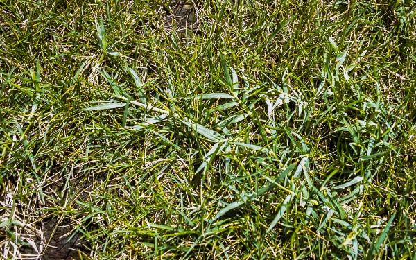 bermudagrass in turf