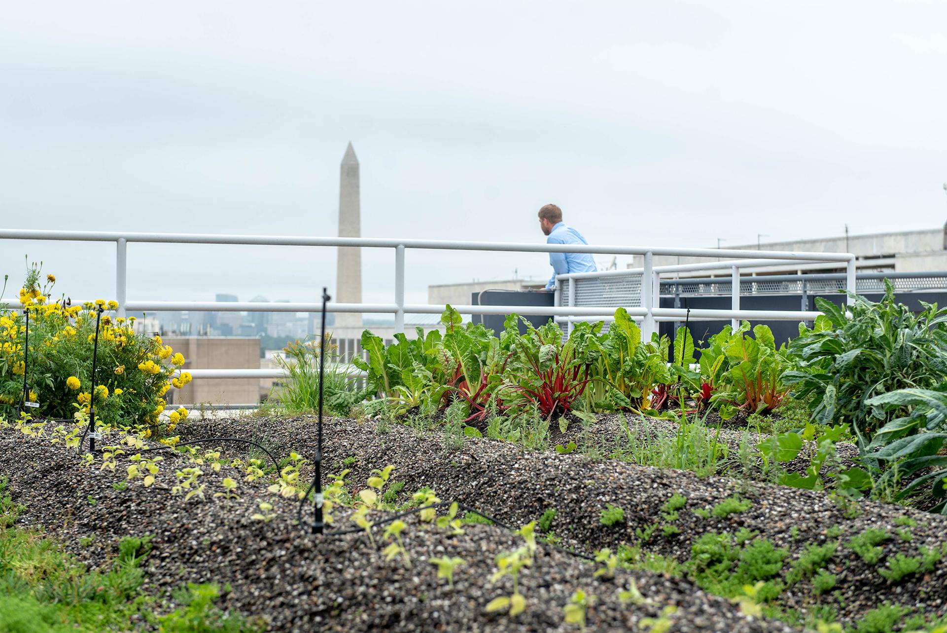 Person stands on a green agriculture roof with the D.C. monument in the distance
