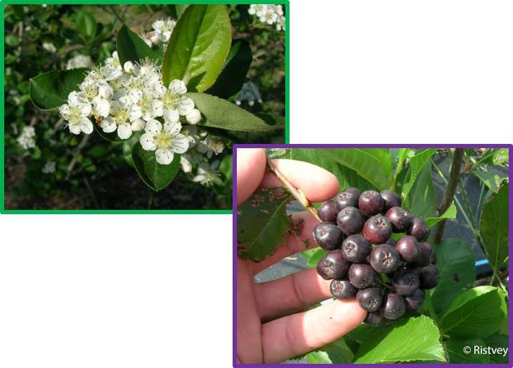 Aronia flowers and fruit
