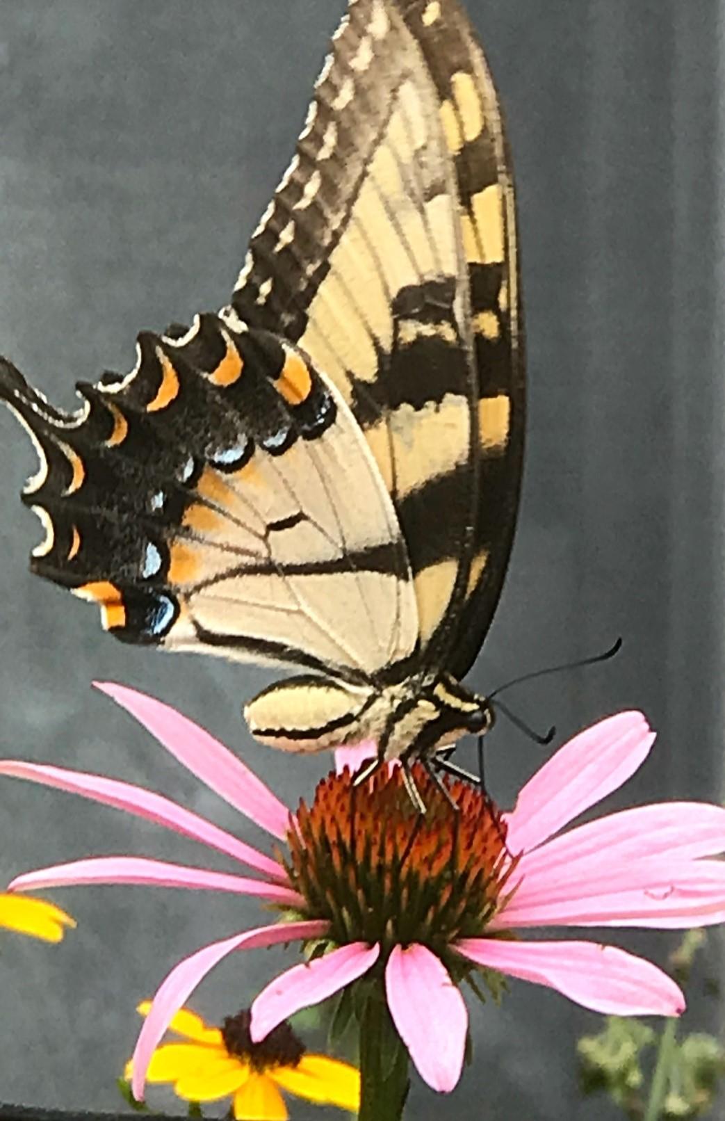 Photo of a butterfly