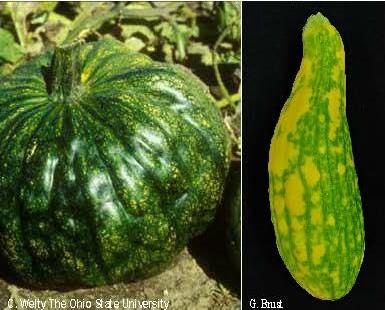 Fruit with virus infection causing lumps and bumps