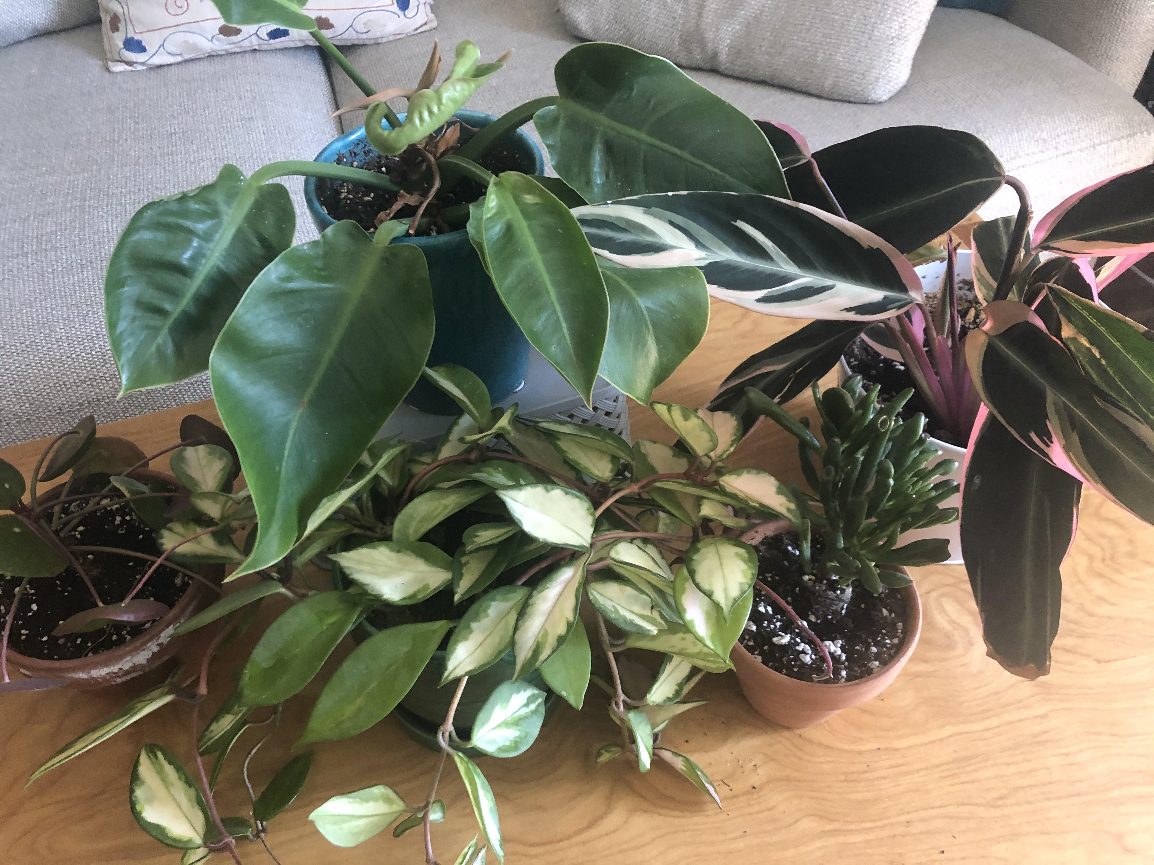 A variety of houseplants clustered on a table.