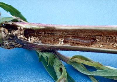 borer insect in a chrysanthemum stem