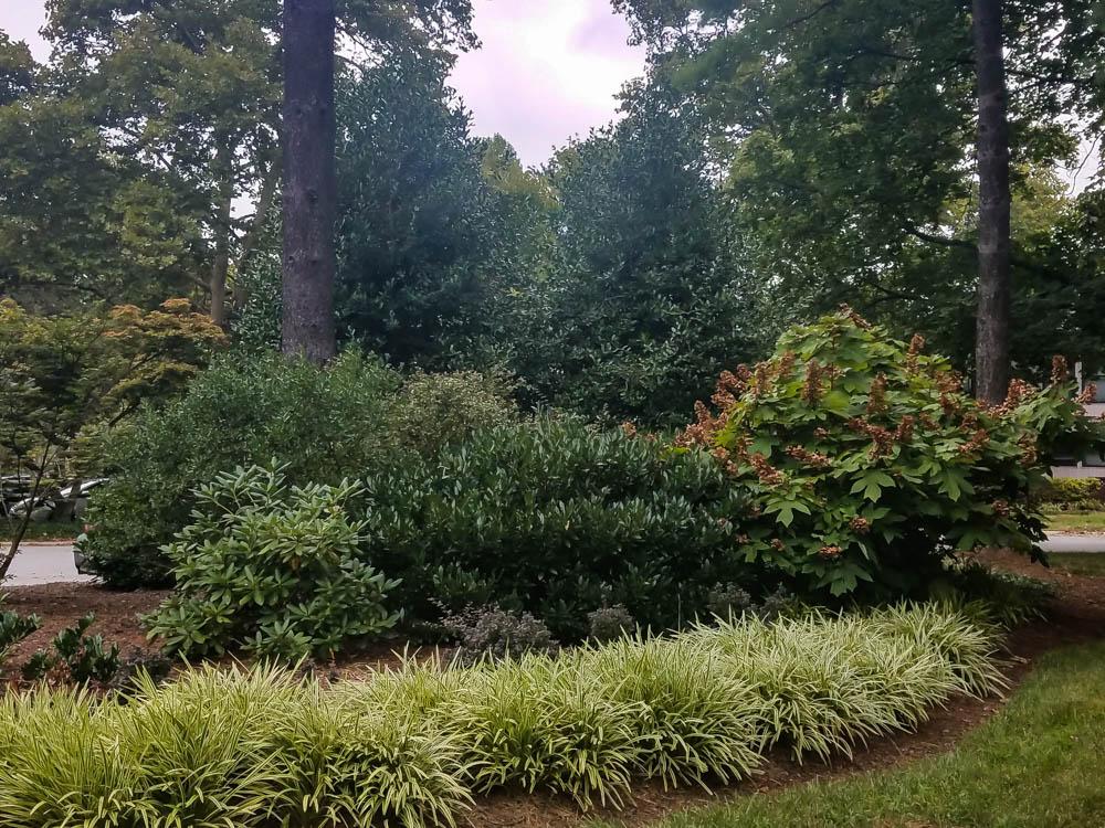 Plants for Mixed Privacy Screens University of Maryland Extension