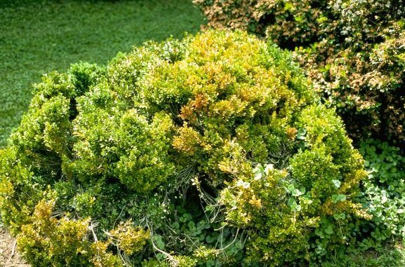 boxwood branches turn yellow and brown - winter damage symptoms on boxwood