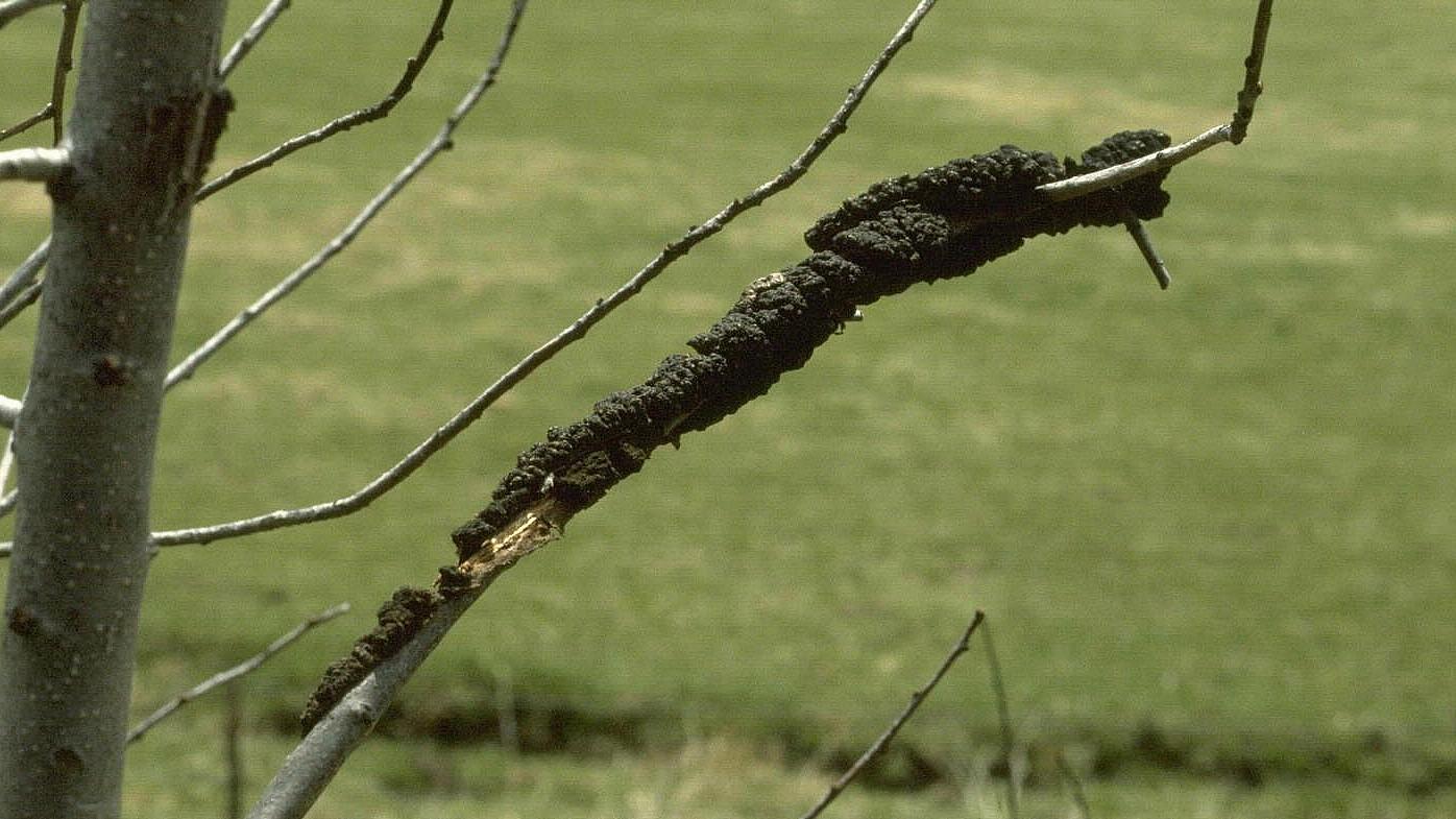 black growth on tree branch - black knot disease