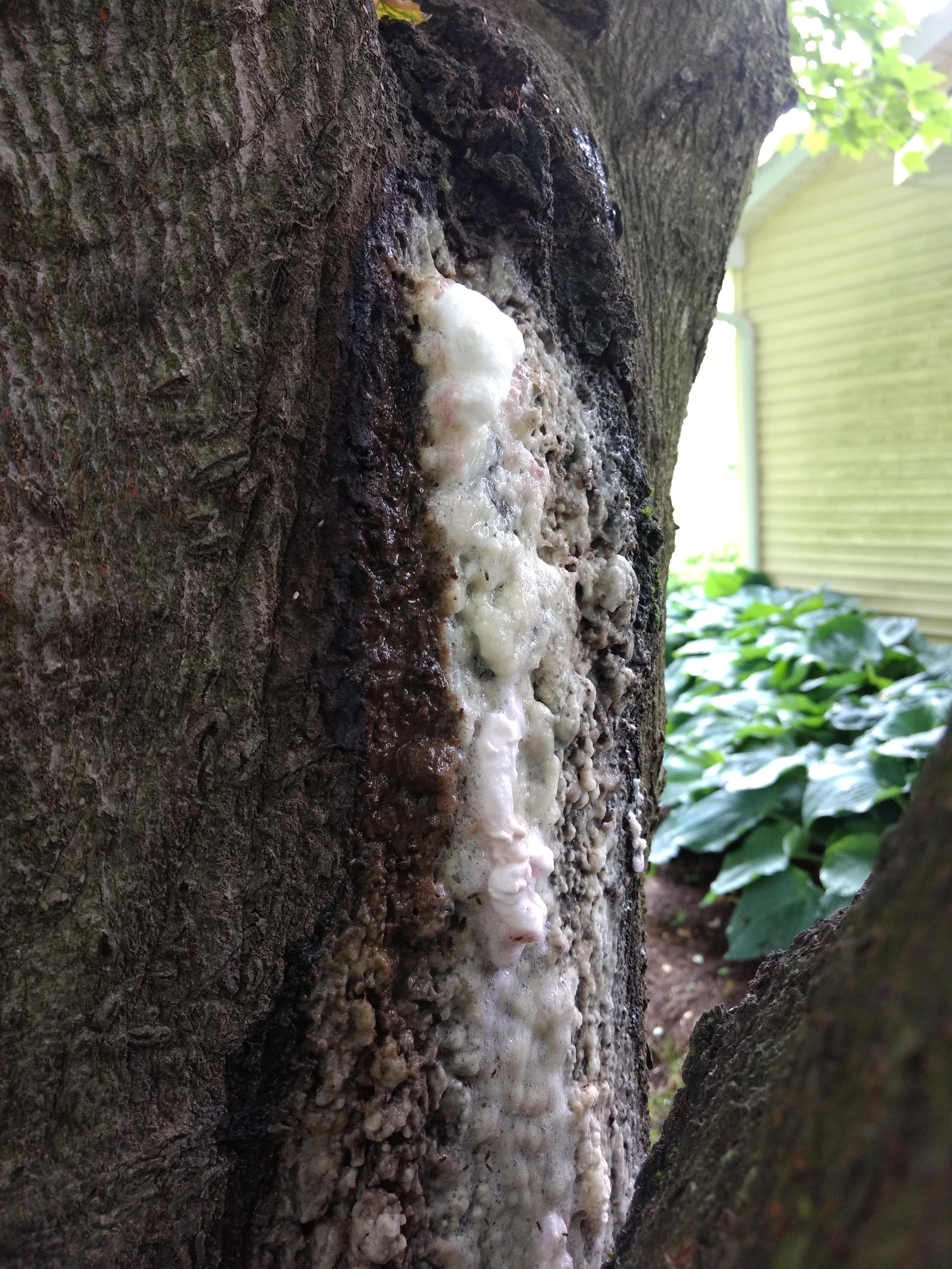 slime flux symptoms on tree trunk