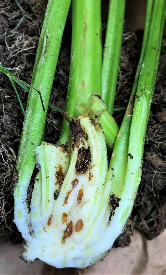 Secondary soft rot bacteria in crown of plant infected with anthracnose