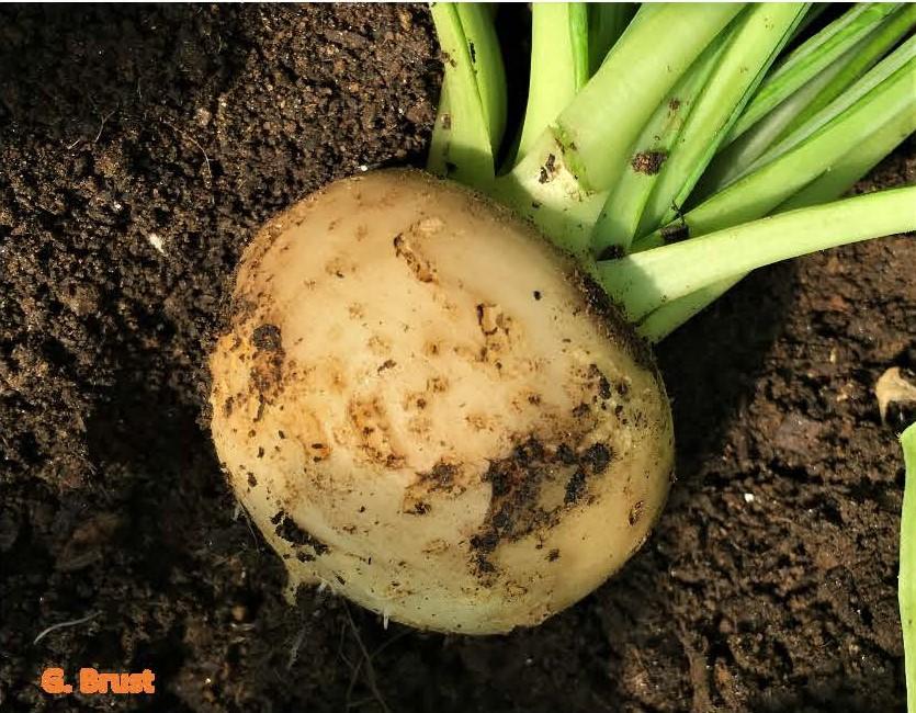 Sowbug damage to turnip bulb