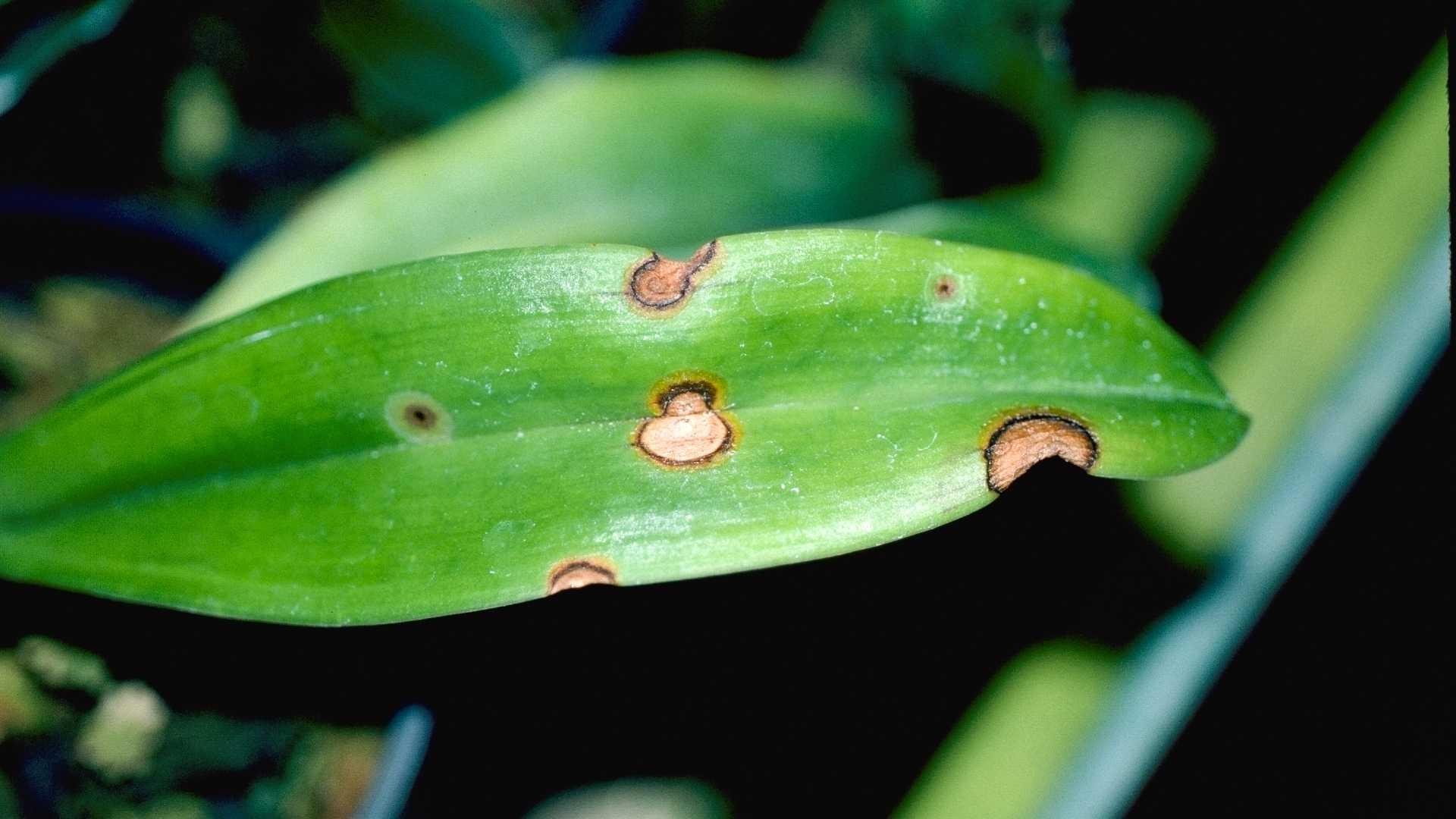 Leafspots on orchid leaves