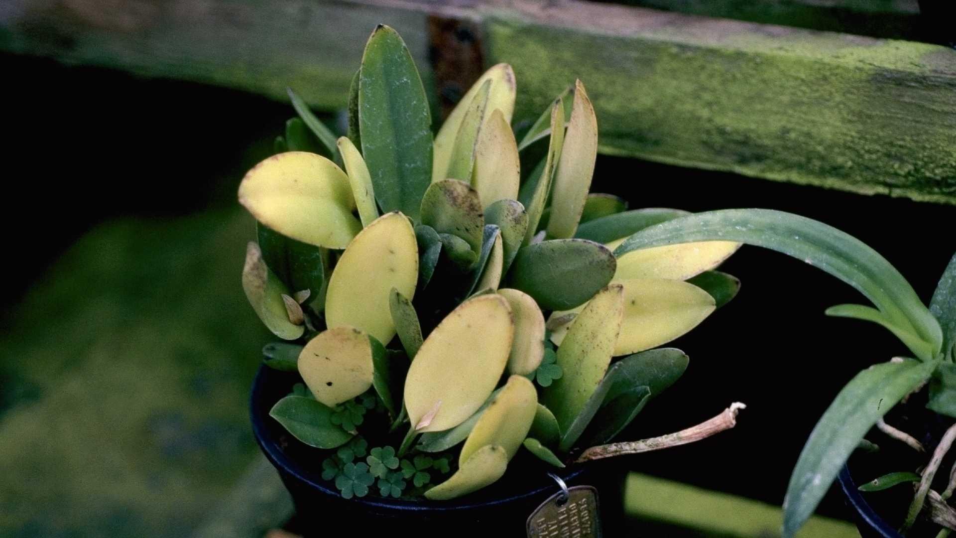 Yellow leaves high light orchid