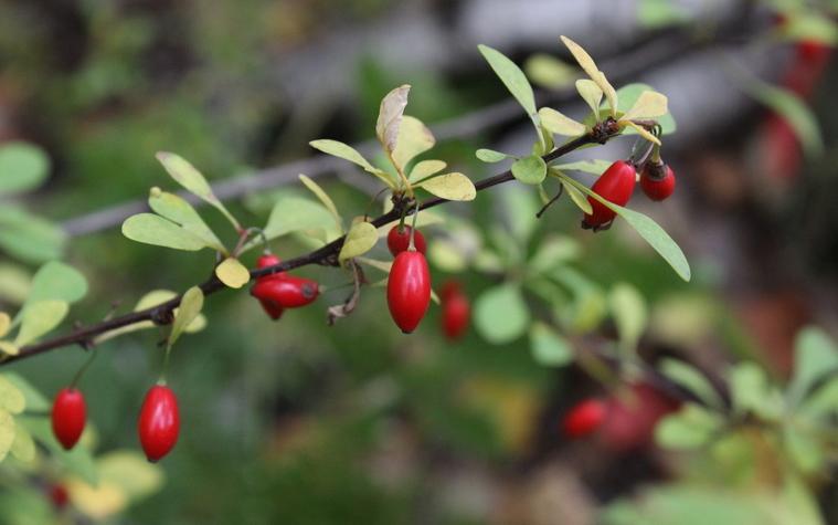 barberry fruit