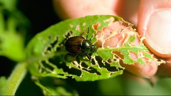 closeup of Japanese beetle adult