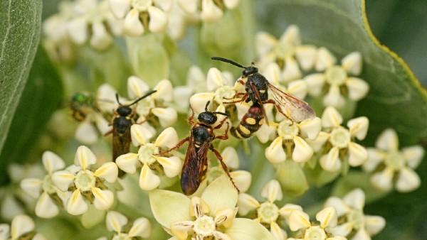 cluster of scoliid wasps