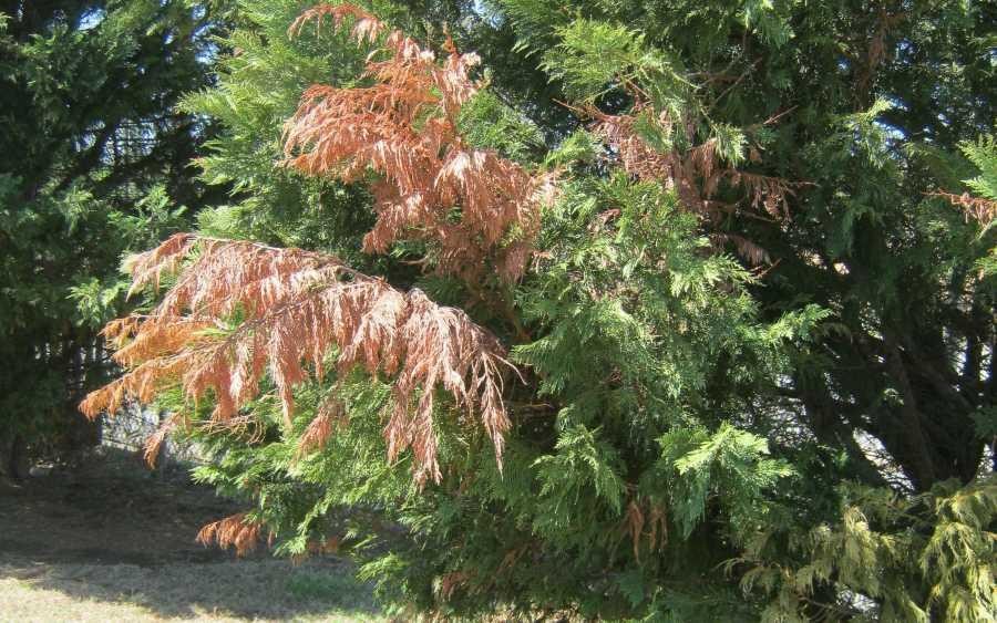 Flagging on branches of Leyland cypress due to Seiridium canker