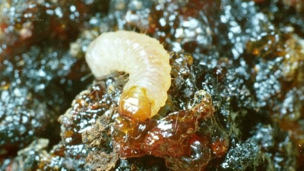 peachtree borer larvae