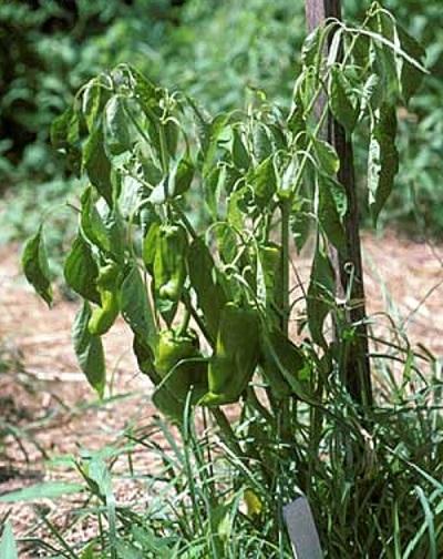 drought stressed pepper plant