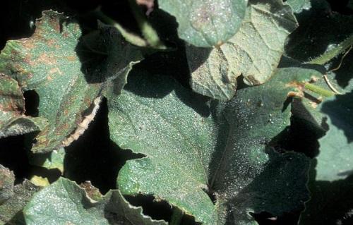 whitefly damage and sticky honeydew on melon leaf