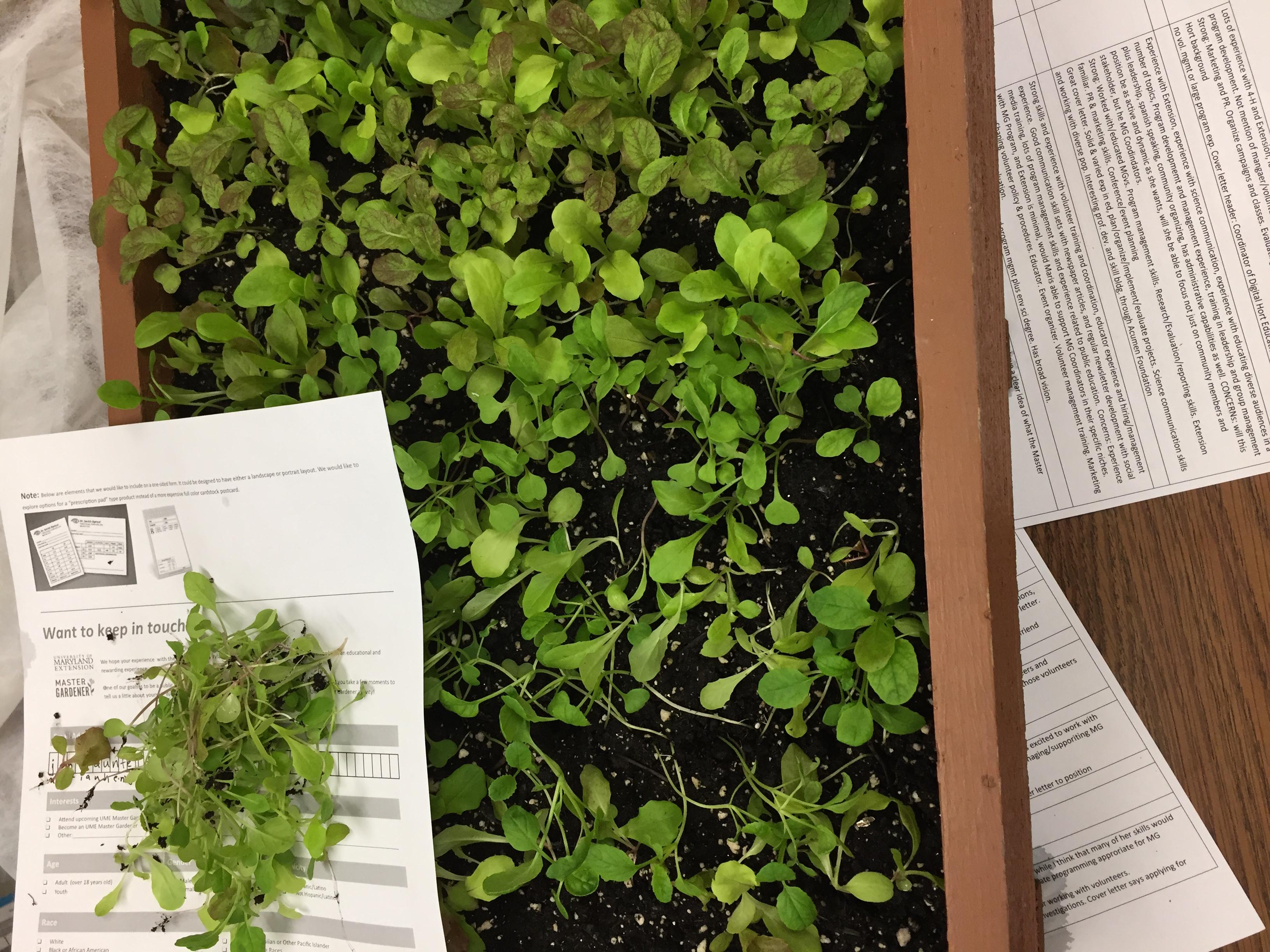 greens to eat after thinning seedlings in a salad box