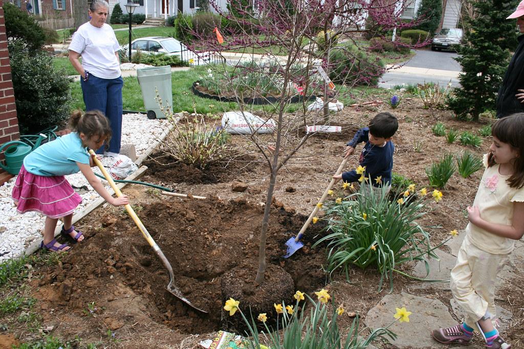 planting a tree in the yard