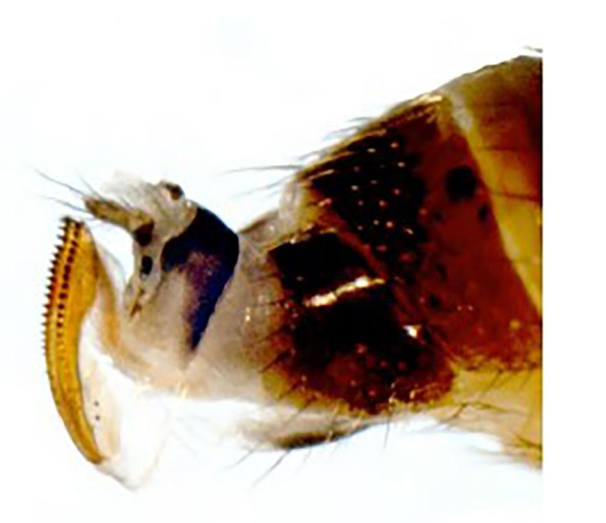 Figure 3. Distinct double-row serrated ovipositor on the female SWD for piercing intact fruit. (Photo by Martin Hauser)
