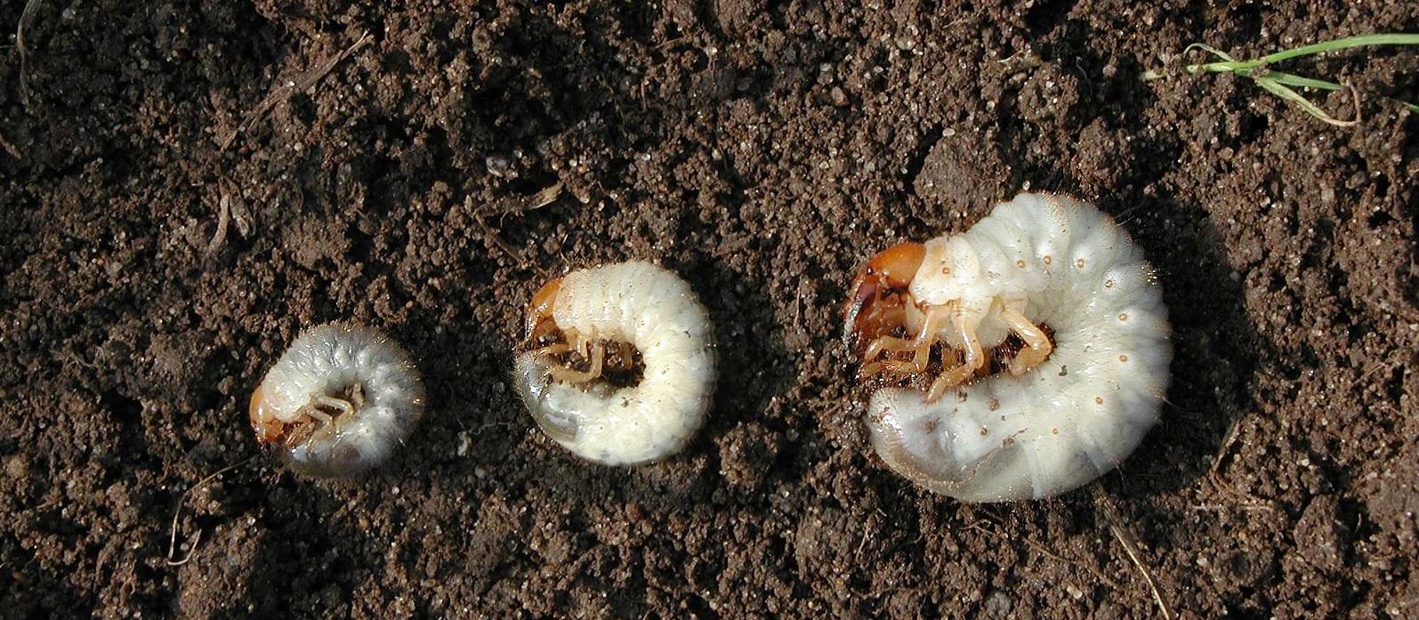 3 different species of white grubs
