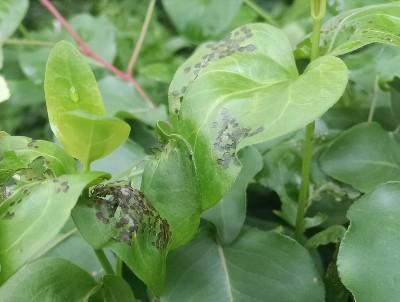four-lined plant bug damage on leaves