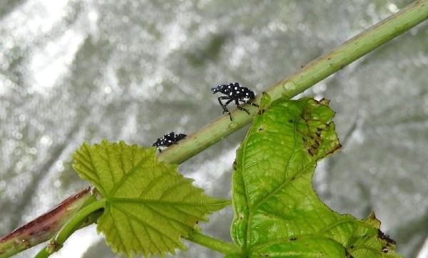 spotted lanternfly first instar nymphs