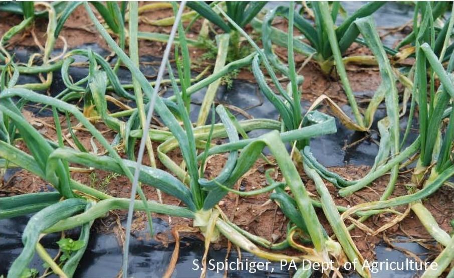 Onions infested with Allium leaf miner