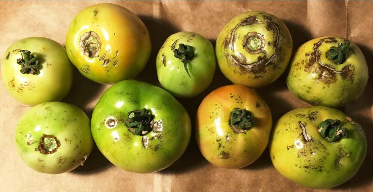 Rain check on tomatoes