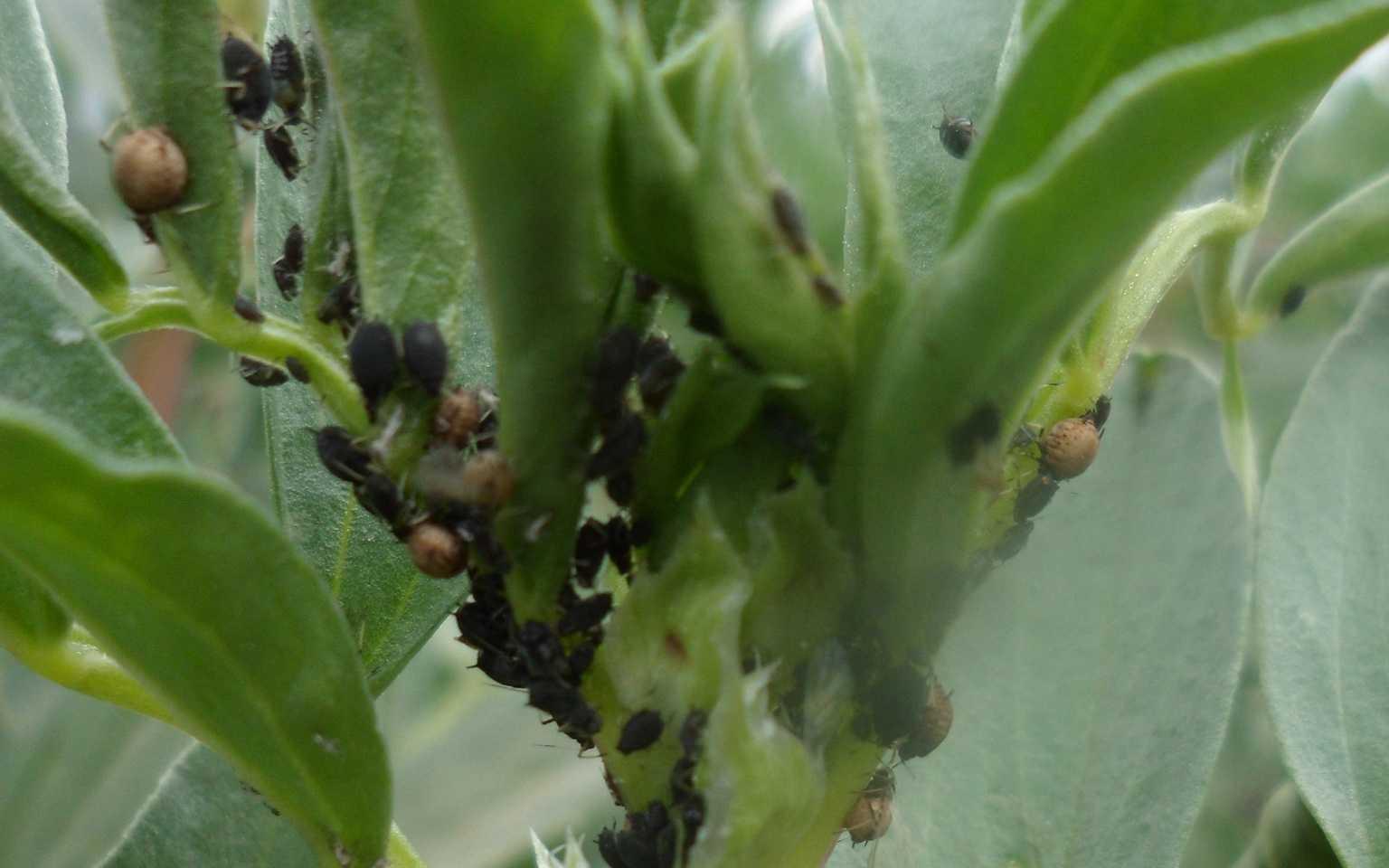 Bean aphid infestation