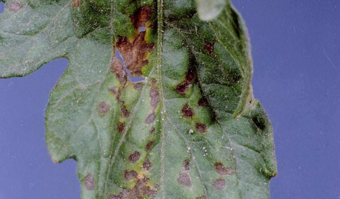 bacterial spot on a tomato leaf