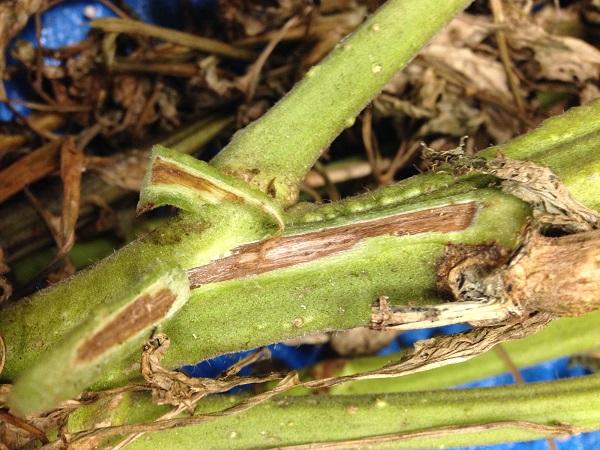 when scraping or splitting a tomato stem lengthwise you will see browning of the vascular tissue