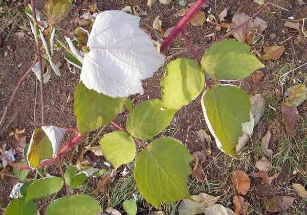 silvery color of the underside of wineberry leaves