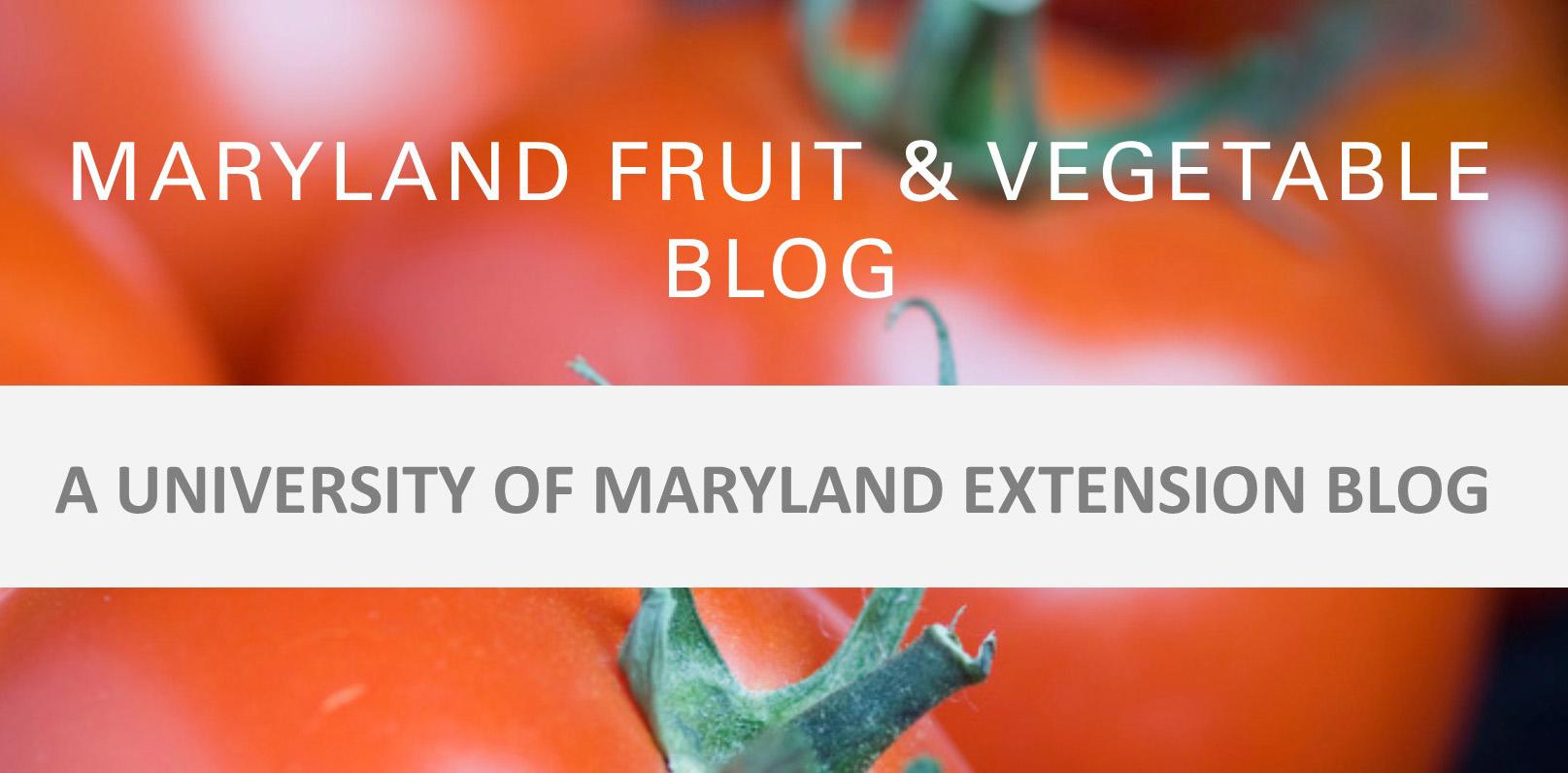 Fruit and Vegetable Blog Header 