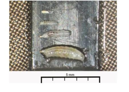 Figure 1. From the top: SWD egg, small, medium, and large larvae. Scale shows 5mm. Image from Van Timmeren et al. 2017³.