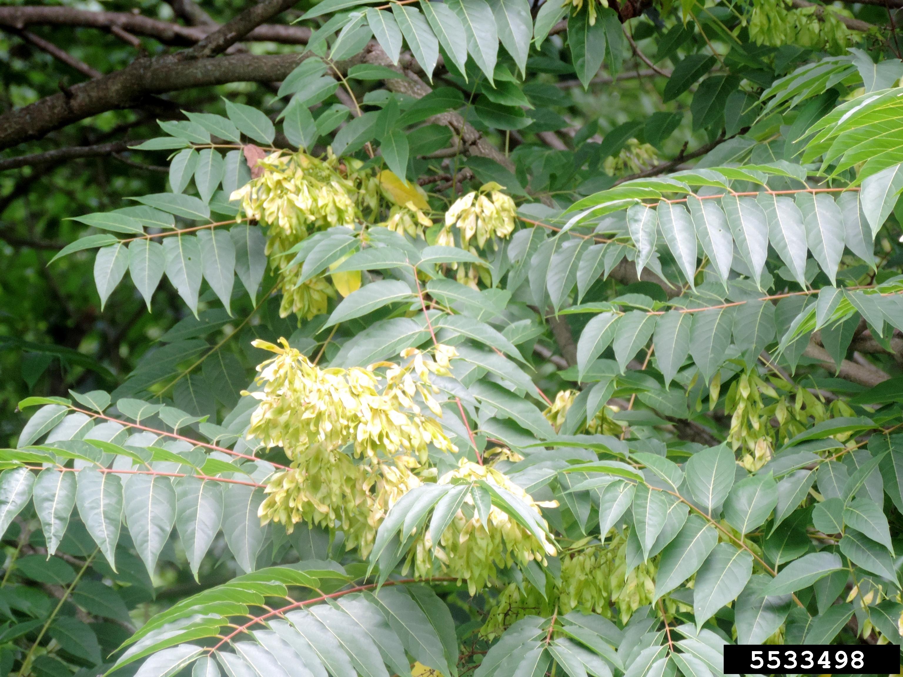 Tree-of-heaven seeds. Photo by Richard Gardner, UMES, Bugwood.org