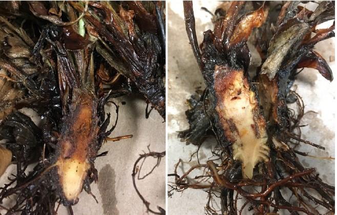 Figure 2. Darkened tissue is usually at the top of the crown, but may appear in other areas or be more limited in scope, depending on the entry point of the fungus and length of time since initial infection. Photos: Kathy Demchak, Penn State