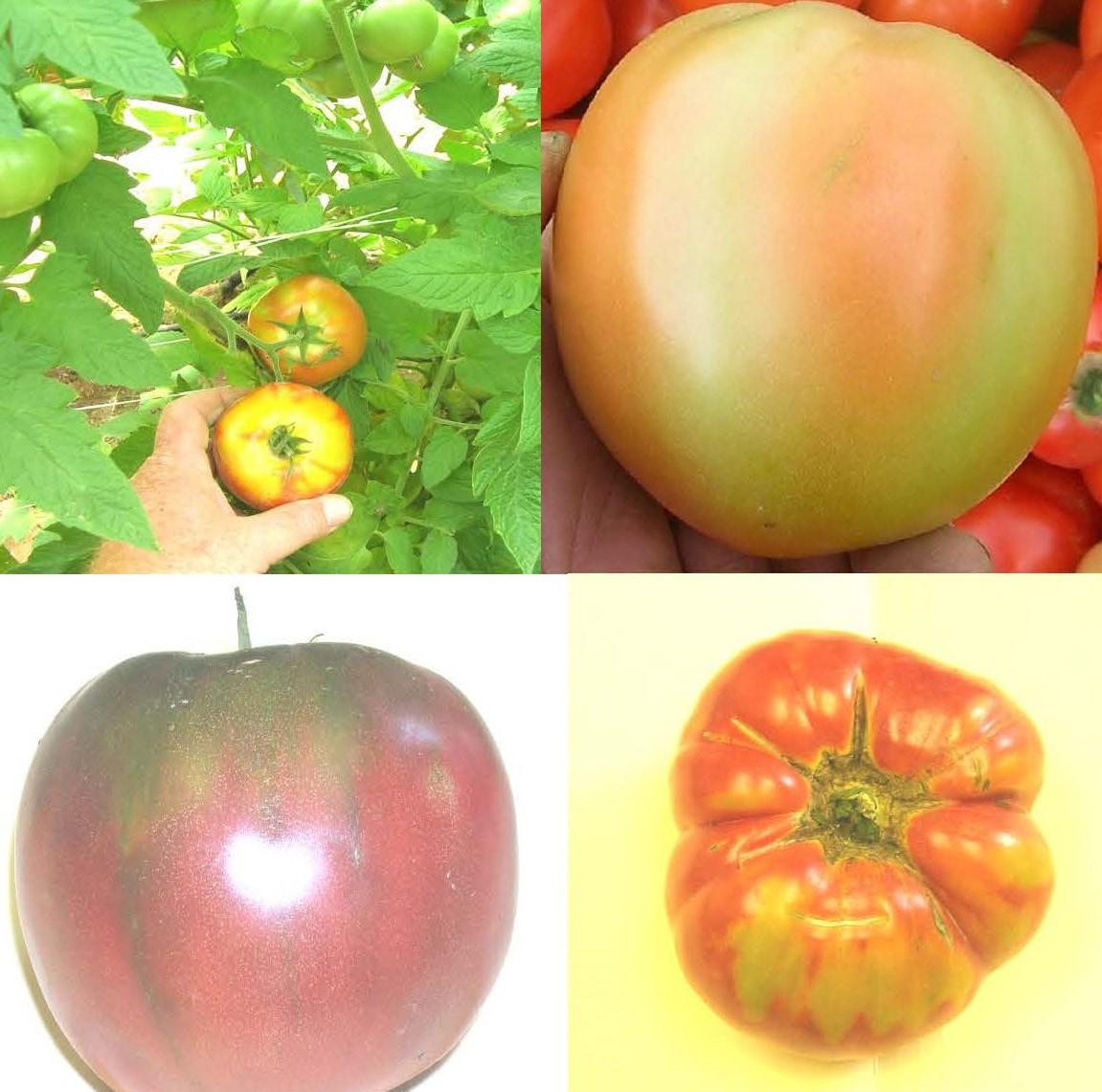 Various forms of ripening problems for tomatoes in the mid-Atlantic