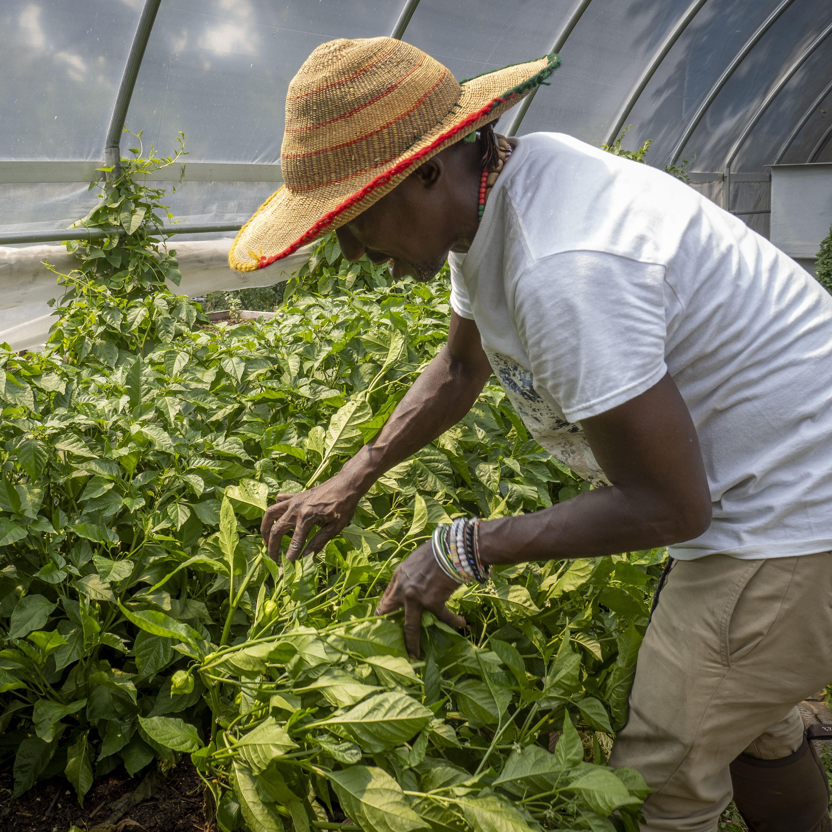 Urban farmer Chippy Francis grows hot peppers in high tunnel