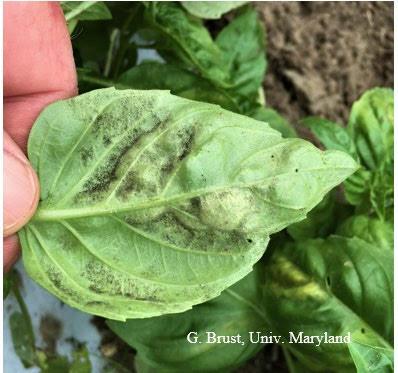 Fig. 2 Dark ‘fuzzy areas’ (spores) on underside of basil leaf infected with downy mildew.