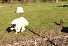 Guardian dog around chickens