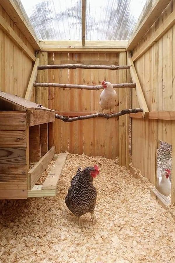 Inside chicken coop 
