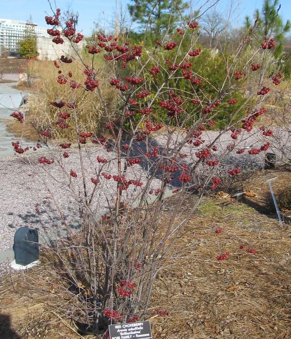 berries on red chokeberry shrub in winter