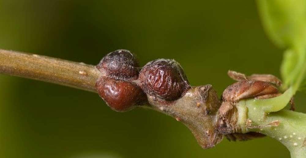 closeup of European Fruit Lecanium Scale on twig