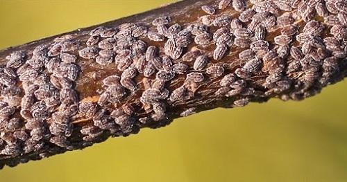 calico scale cluster on twig