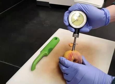 Figure 5. Using a hand-held penetrometer to measure the flesh firmness of peach. Source: Yixin Cai, University of Maryland