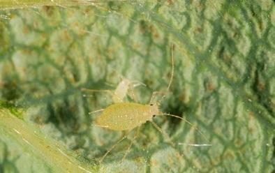 Fig.3. Strawberry aphid. Photo by Jeffrey W. Lotz, Florida Department of Ag. and Consumer Services, Bugwood.org