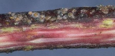 reddish staining under the bark from San Jose scale feeding