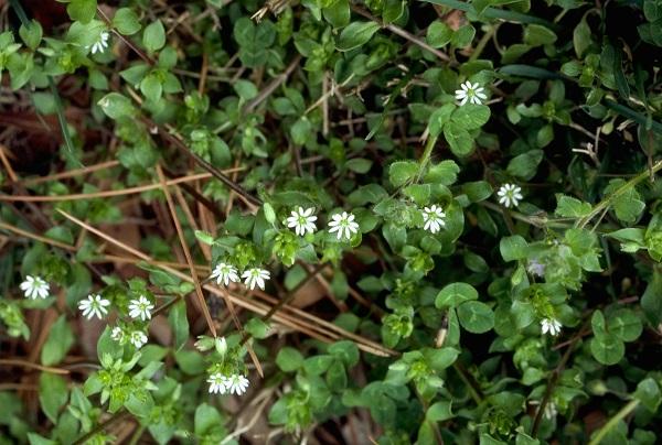 chickweed with tiny white flowers